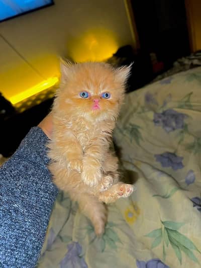 pure Persian kittens . . . fluffy triple coated and healthy kittens