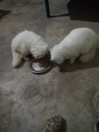 1 cat 10000 ki ha       5 cat Russian 2 white 2 black 1 golden