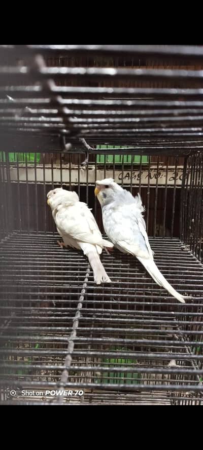 Hogoromo and rainbow budgies