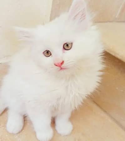 Persian female kitten for sale. my WhatsApp number 0320*24-100*47