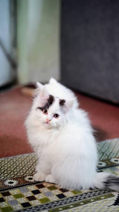 Persian female kitten for sale. my WhatsApp number 0320*24-100*47