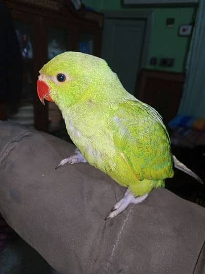 Green ringnk free flying tame patha loc Sargodha