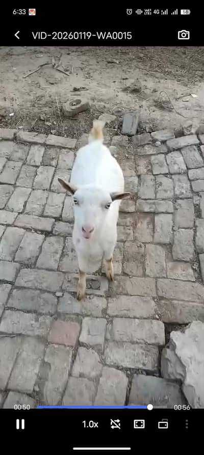 ایک بکری اور ایک بکرا ٹیڈی نسل کے ہیں