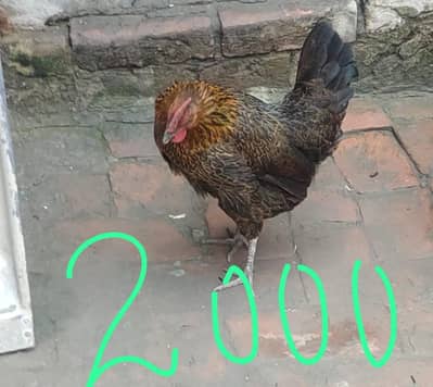 golden misiri & cross murgii