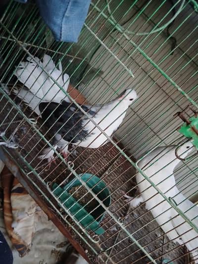 laka kabooter females