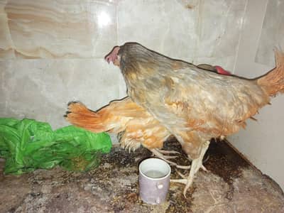 hens pair