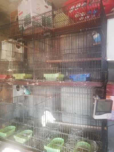 lovebird five pair with cage