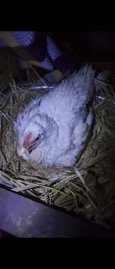 kurak Madi 03062279017 per rabta kary