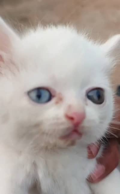 Puor white  cat eyes color ak Blue ak Brown price 17k my