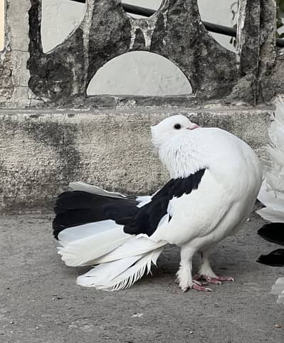 fancy lakky pigeons