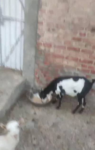 PURE TEDDI APPROX 2 MONT GABBAN FEMALE AGE 8 DANT. EK KAKI D FACE GABB