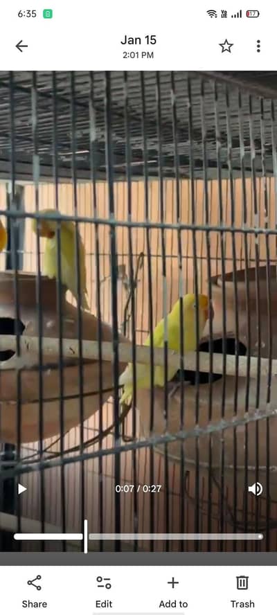 mix lovebird deceno creemino Albion red eye black eye