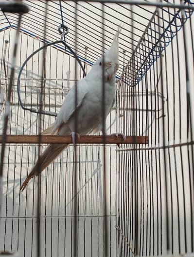 03334948562 / watapp