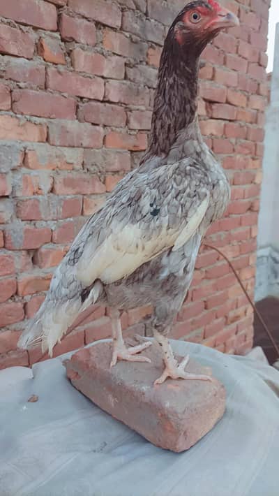 Pure Aseel Saleti Female || Price Final Hai