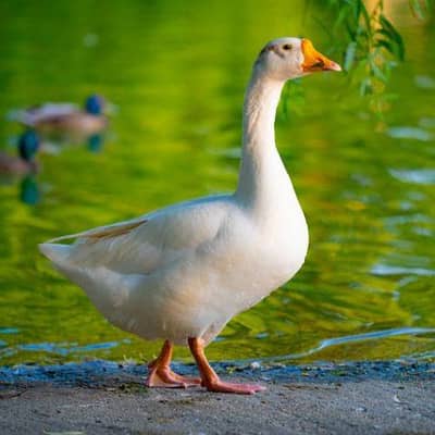 Long Neck Ducks Pair