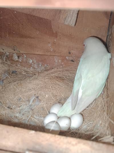 Love birds Breeder pair