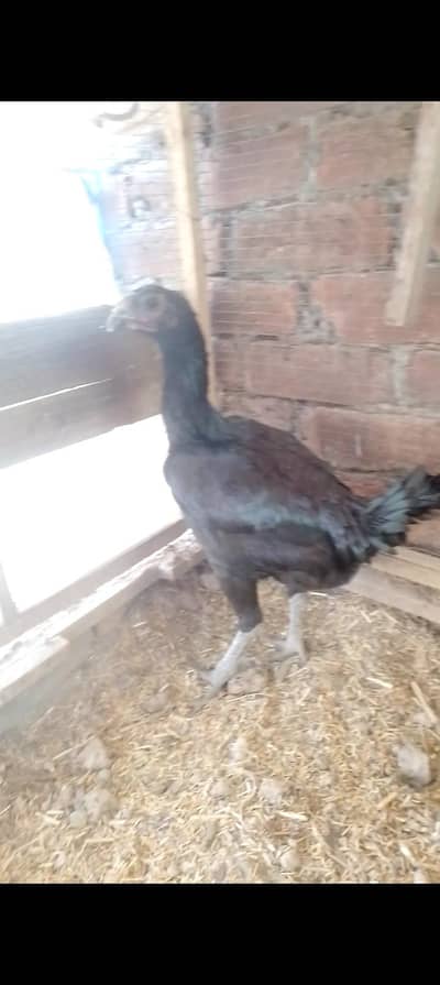 dragon female urgent sale