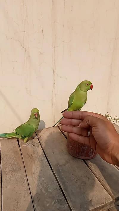 parrot pair for sale 03052593845