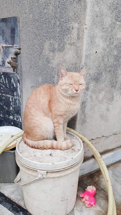 mix breed cat for sale