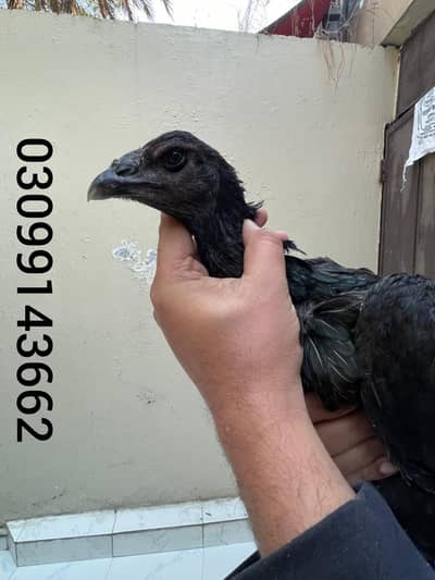 Thai dragon Madi black skin