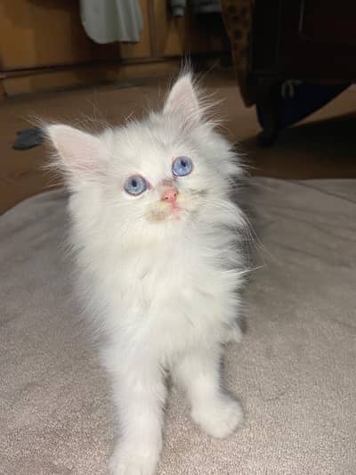 Female Persian Kittens Triple Coat