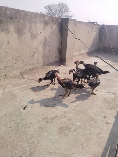 aseel chicks available for sale