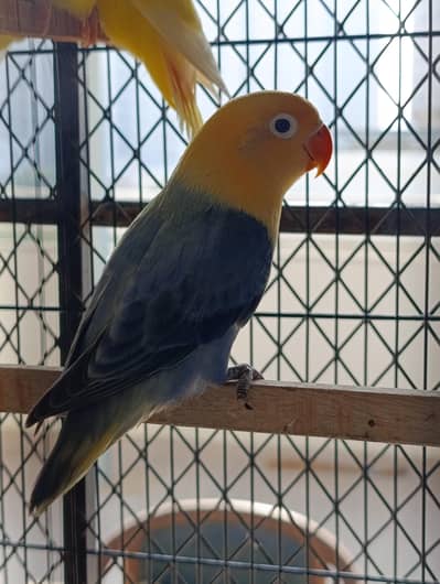 Violet PB OP Split PF