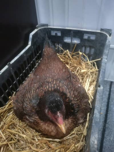 kurak hen kurak female kurak madi