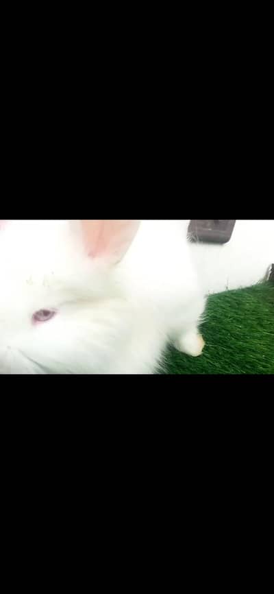 Holland lop English angora