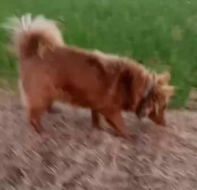 female cros ho chuke hy 10 din ho ga hy white dog sy