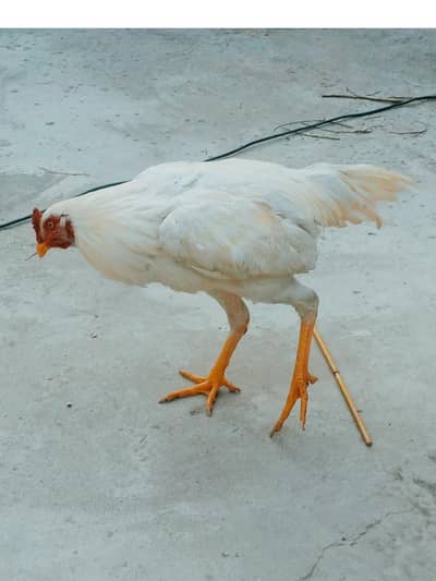 Aseel murgha for sale 0314 1858519