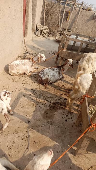 Rajan puri ND dogli bakriyan for sale urgent