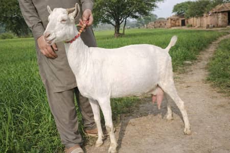 Imported Saanen Milk Goat for Sale – Crossed – Lahore۔