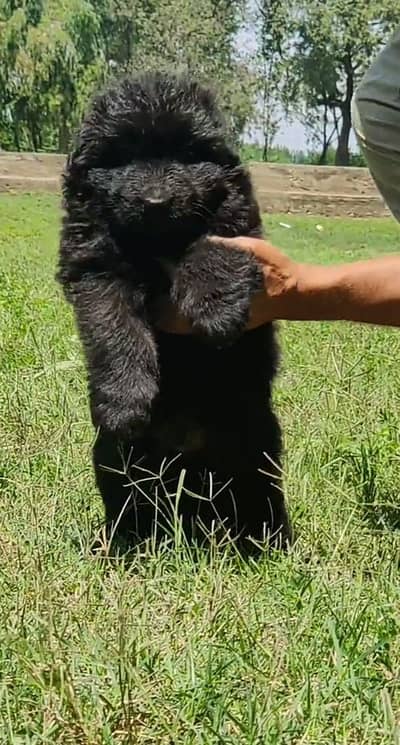 German Shepherd long coat puppy for sale