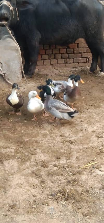 1 pair or 4 male duck