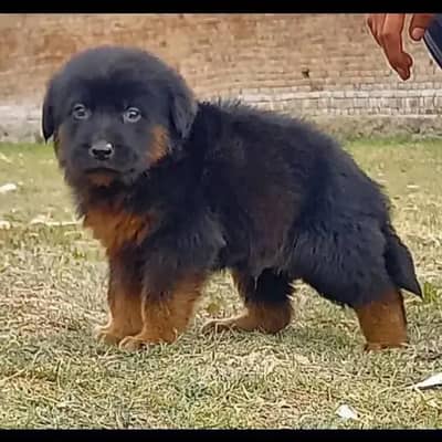 German Shepherd dog long coat For Sale