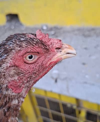 Aseel lakhi / Pakistani Aseel / Aseel Female / Aseel Madi / Hen