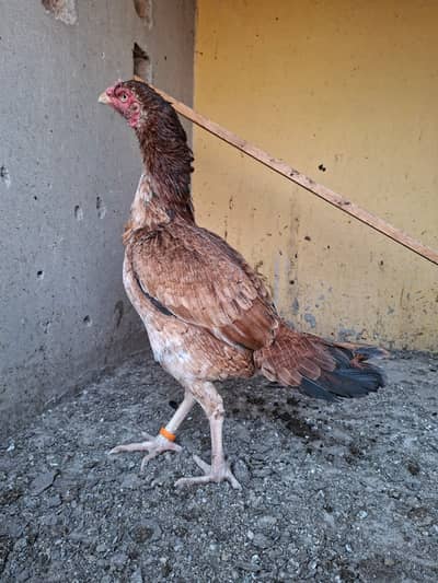 Aseel lakhi / Pakistani Aseel / Aseel Female / Aseel Madi / Hen