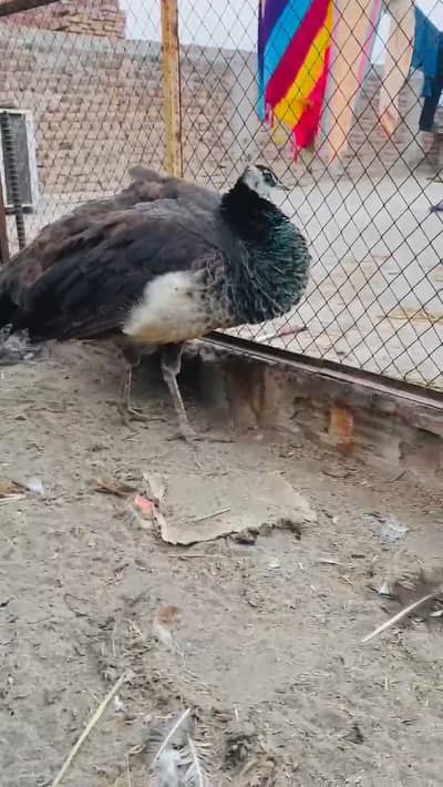 peacock mor03006117997