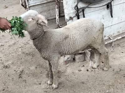 sawati menda for sale