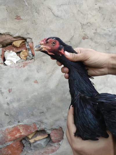 high Quality Thai Trad Female