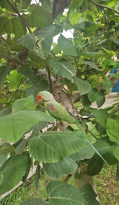 Raw Fully Handtame Male