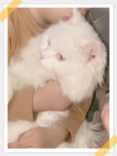 #3 coated cats #Pure White Cats #Odd eyes male #Cat in Lahore