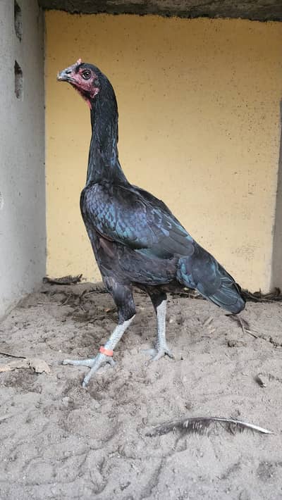 Aseel / Aseel Thai cross / blood line  / Long Height / Hen for sale