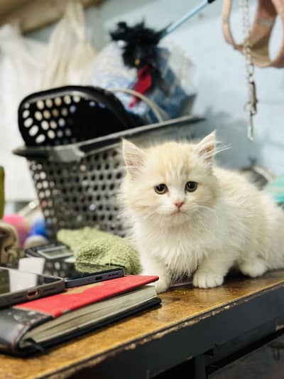 Fawn  persian kitten