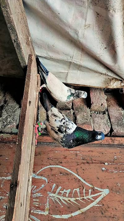 breeders pair mashallah 03104996580