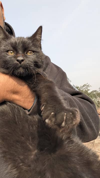 British short hair male