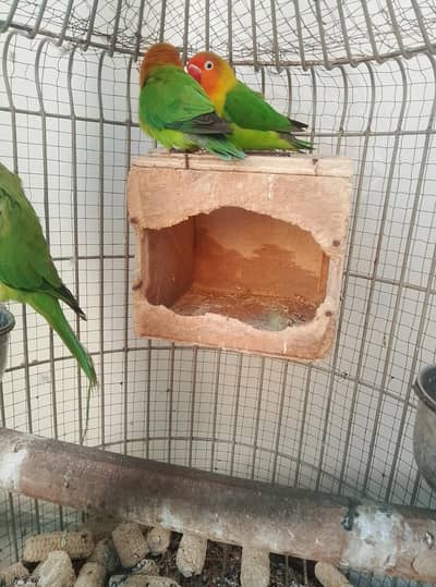 Fisher  pair for sale  active and healthy