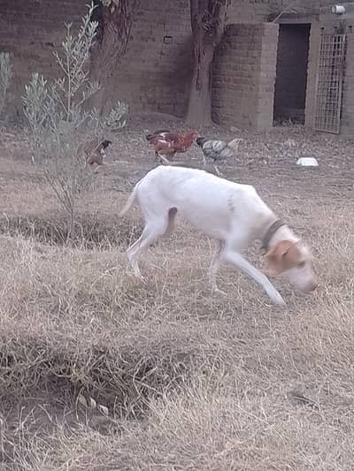 English pointer breeder female