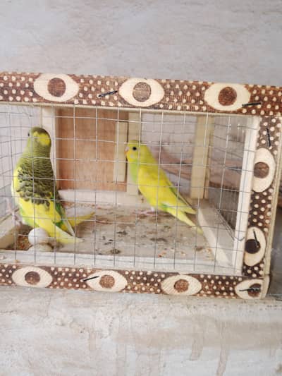 Budgies Pair
